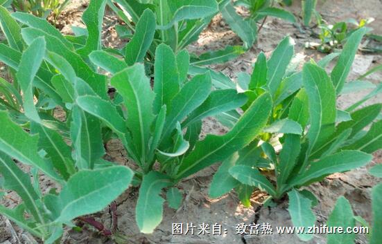 苦苦菜种植新技术