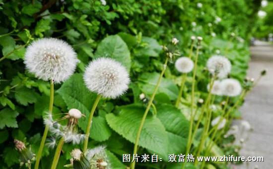 蒲公英种植新技术