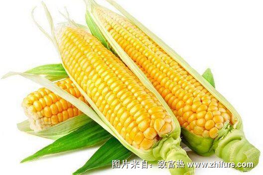 甜玉米种植技术