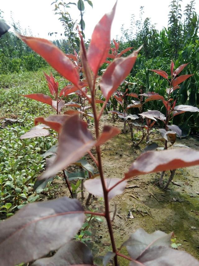 全红梨