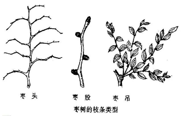 枣树枝芽生长特点