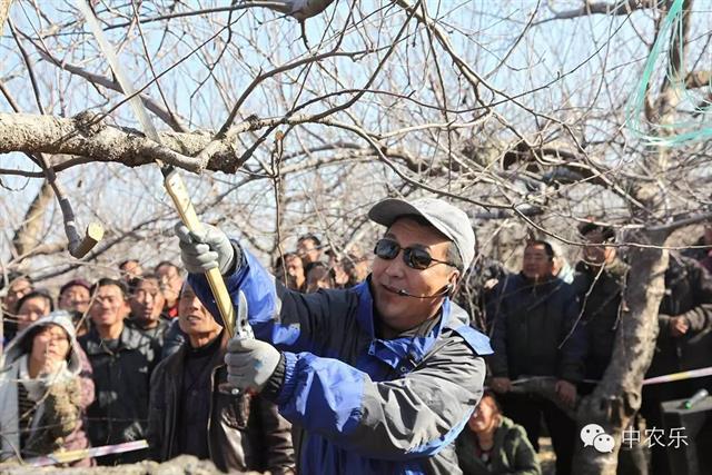 张文和果树“水渠论” 让修剪化繁为简！