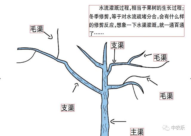 张文和果树“水渠论” 让修剪化繁为简！