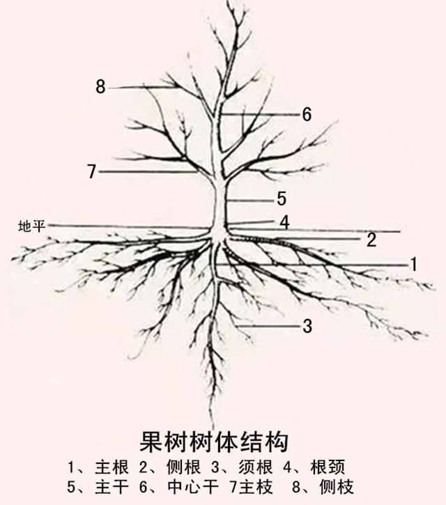 果树的根系生长特点