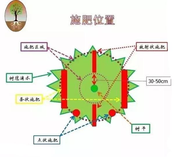 果树的 根系生长特点