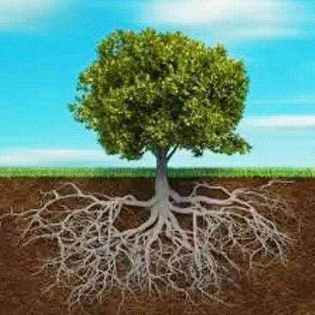 果树的 根系生长特点