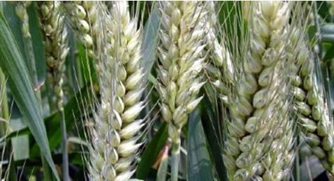小麦粒重关键期，如何增加千粒重？