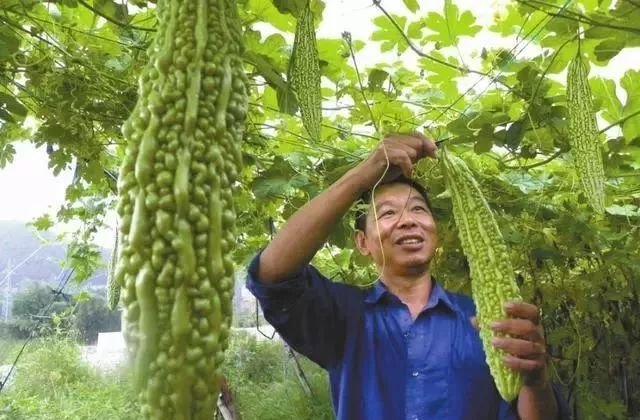 苦瓜种植技术