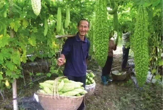 苦瓜种植技术