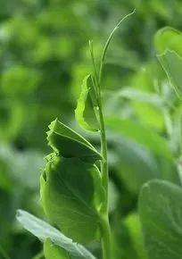 豌豆尖种植技术