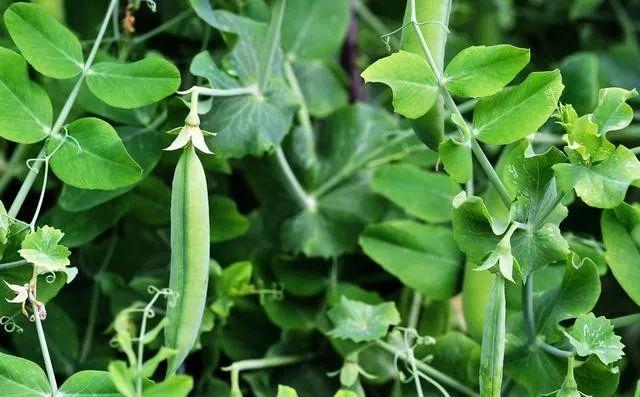 豌豆尖种植技术