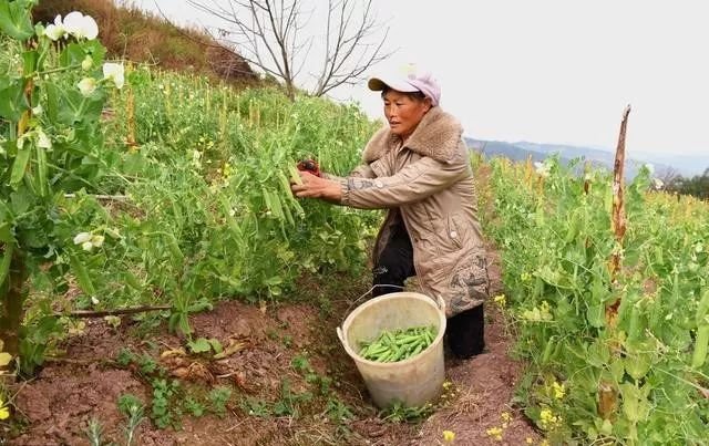 豌豆尖种植技术