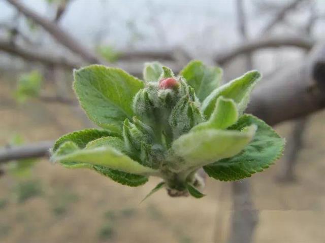 苹果花芽分化与促花管理