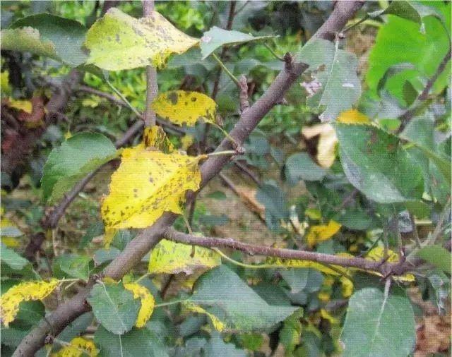 苹果树保叶技术