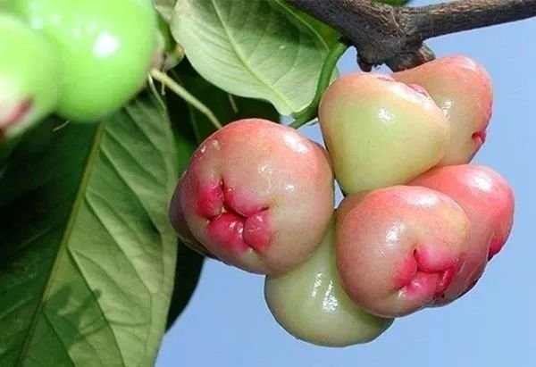 果园常见病虫害药剂详解!