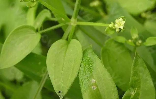 31种路边常见中草药