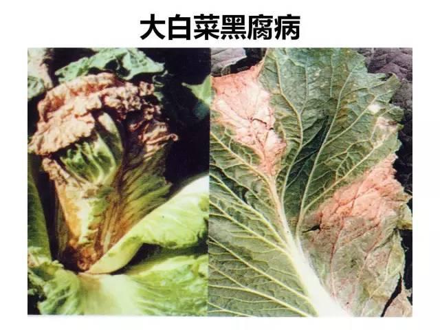 蔬菜病虫害高清图谱