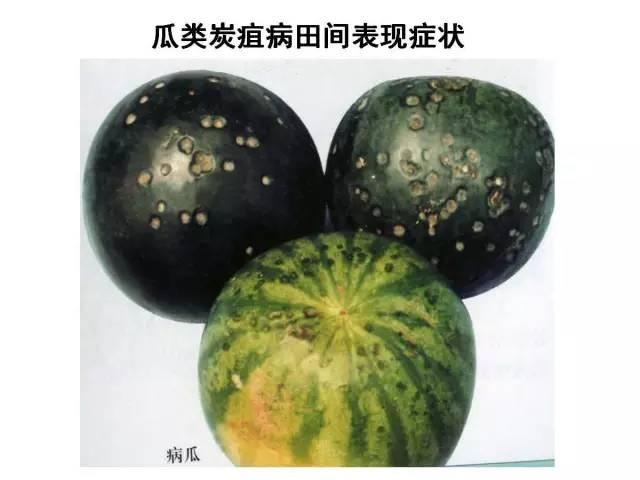 蔬菜病虫害高清图谱