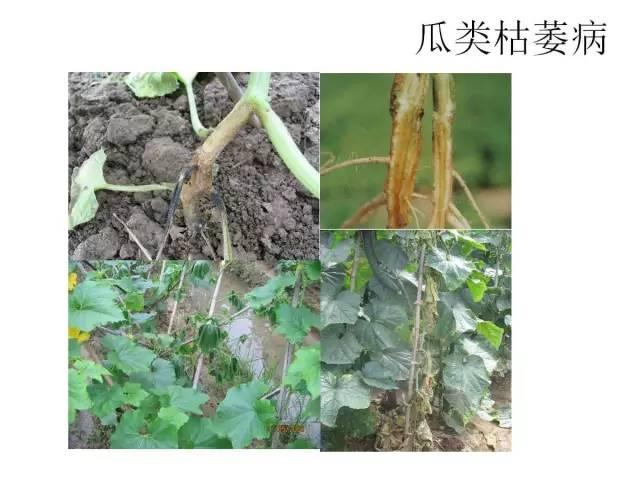 蔬菜病虫害高清图谱