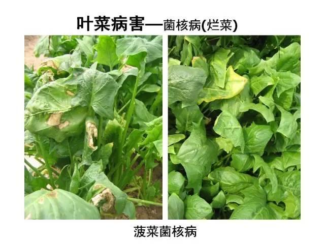 蔬菜病虫害高清图谱