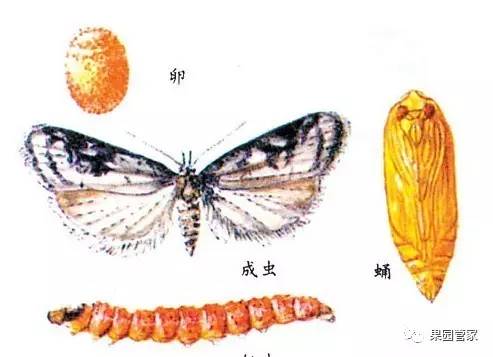 防治桃小食心虫