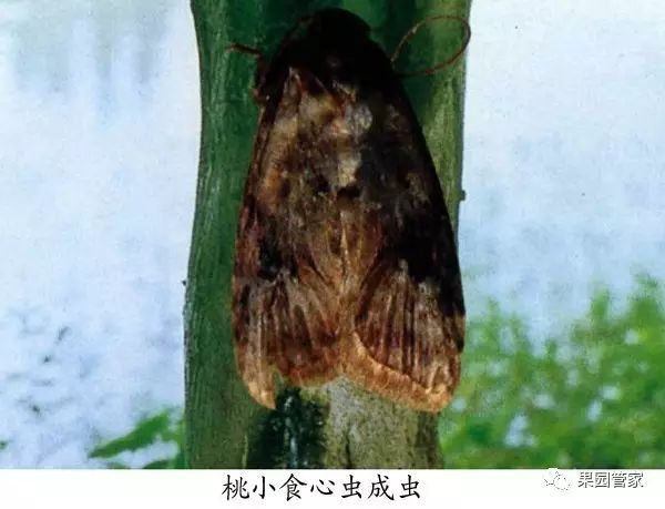 防治桃小食心虫