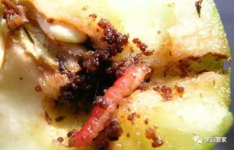 防治桃小食心虫
