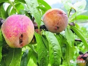 防治桃小食心虫