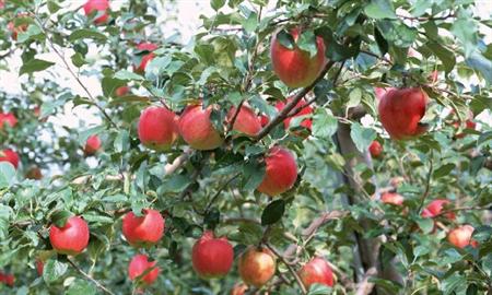 红心红富士苹果如何种植