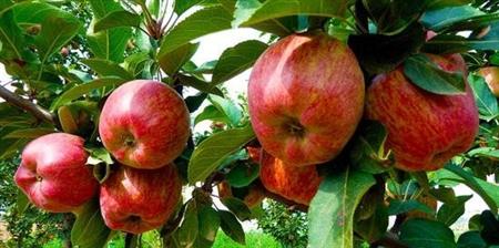 红心红富士苹果如何种植