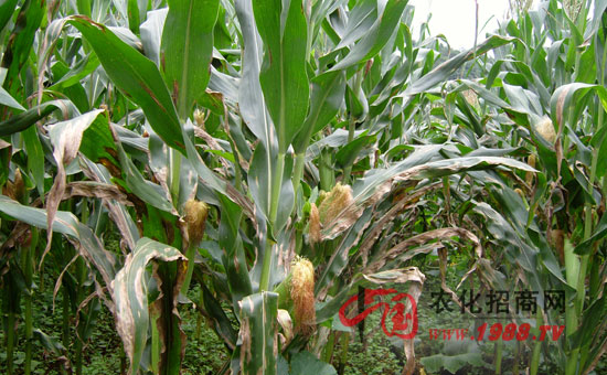 玉米大斑病防治及其图片