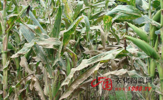 玉米大斑病防治及其图片
