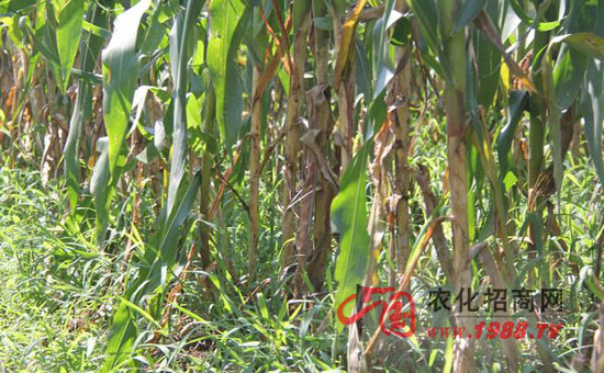 玉米大斑病防治及其图片