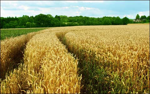 小麦抗旱增产技术要领
