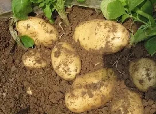 马铃薯地膜覆盖高产栽培技术