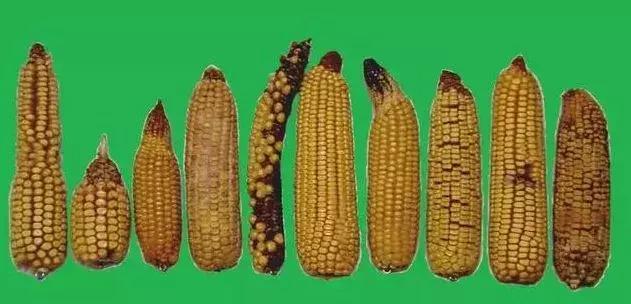 玉米所有的畸形穗症状和原因