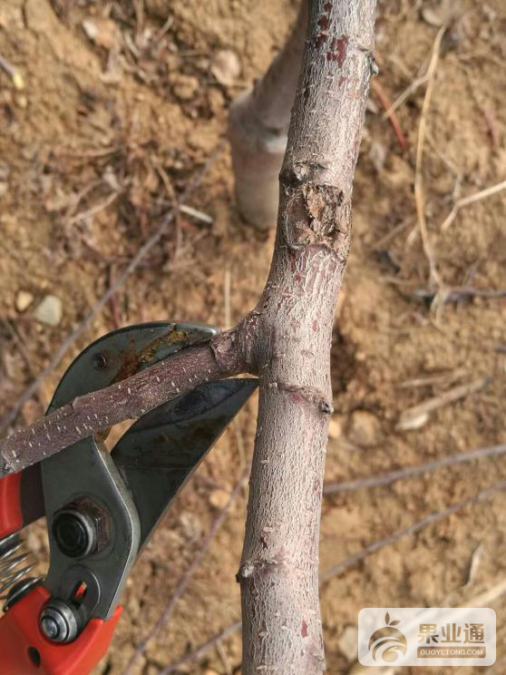 辨别果树修剪人员水平高低？