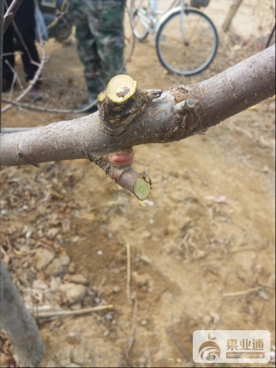 辨别果树修剪人员水平高低？