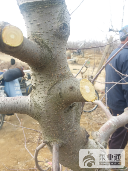 辨别果树修剪人员水平高低？