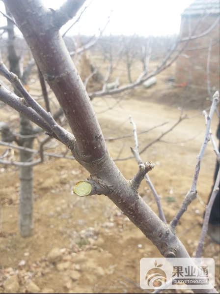 辨别果树修剪人员水平高低？