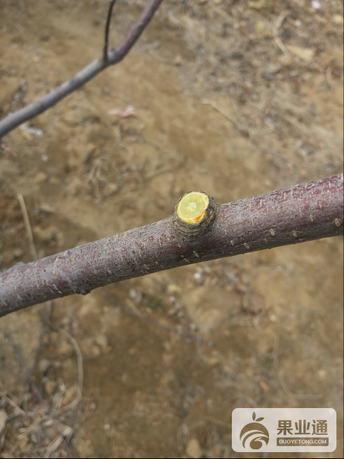 辨别果树修剪人员水平高低？
