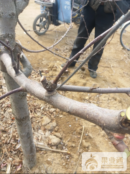 辨别果树修剪人员水平高低？
