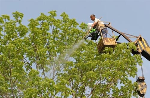 果树叶面肥喷施时间、喷施方法及其用量