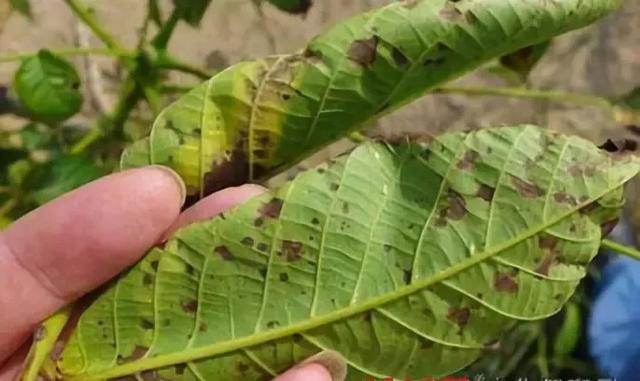 核桃早期落叶有五大因素