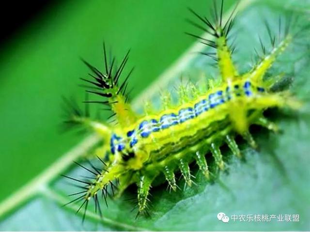 核桃早期落叶有五大因素