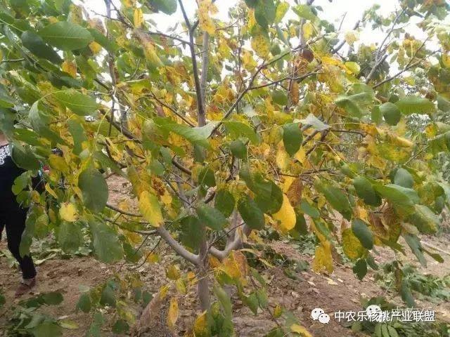 核桃早期落叶有五大因素