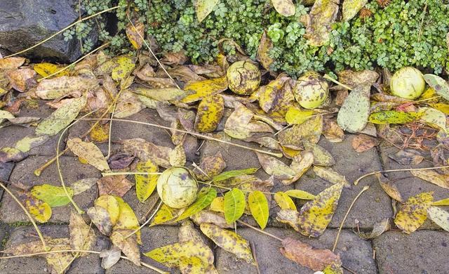 核桃早期落叶有五大因素