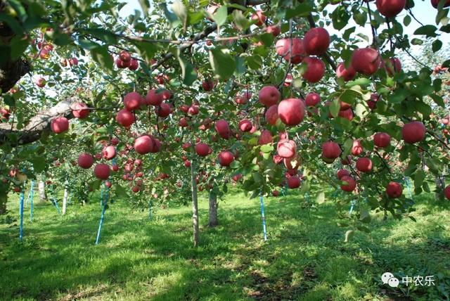 合理巧用果园草增加土壤有机质!