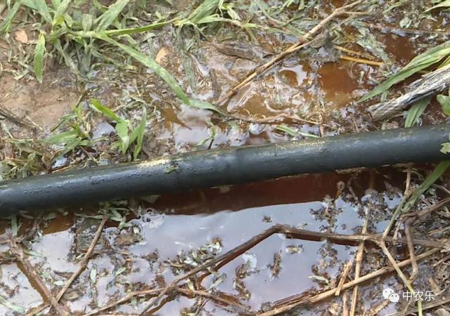 苹果追肥关键期,几种施肥方法省工又省力!