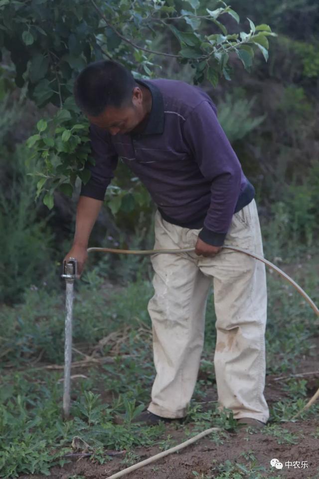 苹果追肥关键期,几种施肥方法省工又省力!